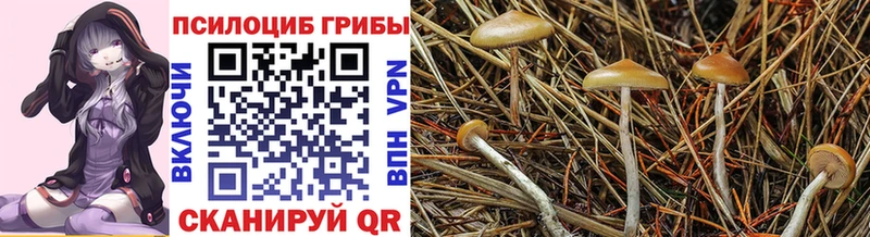 Псилоцибиновые грибы мухоморы  Гатчина 